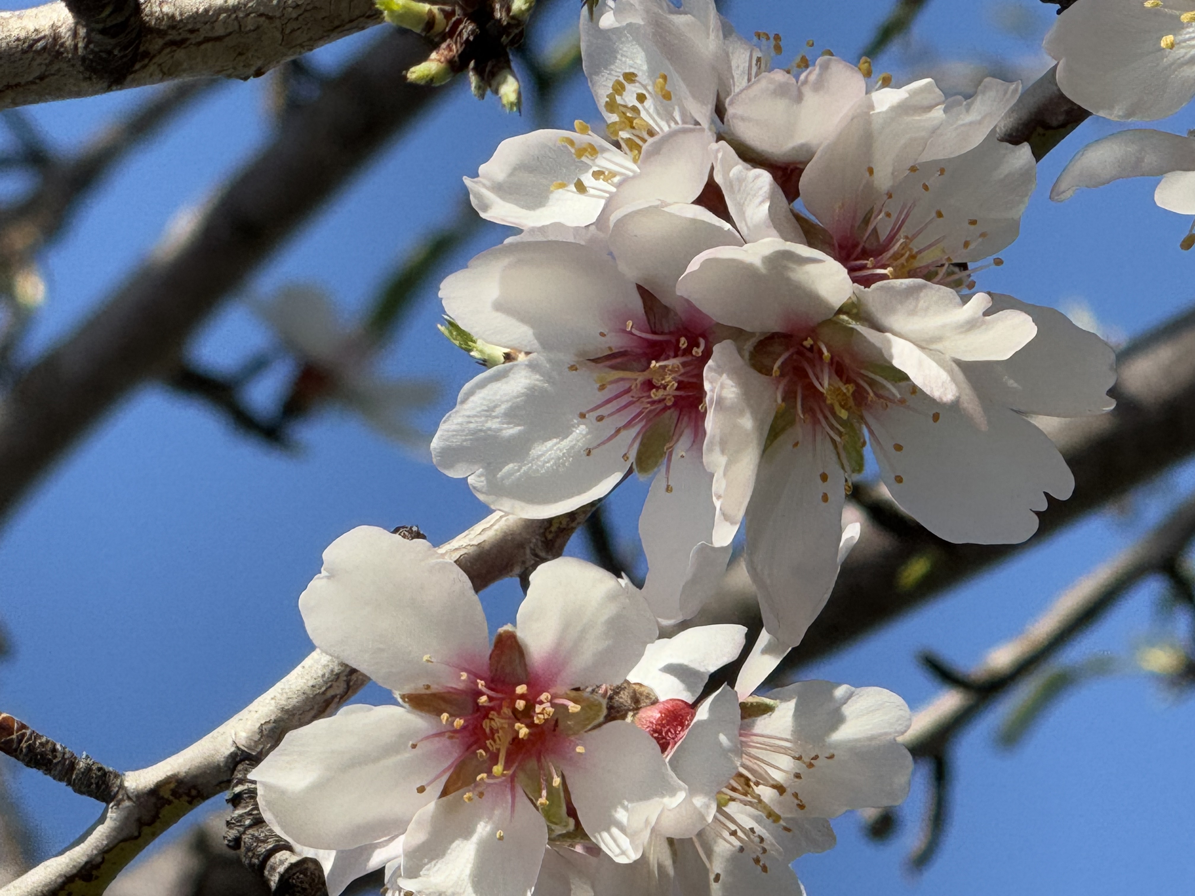 Amandelfelder Mallorca