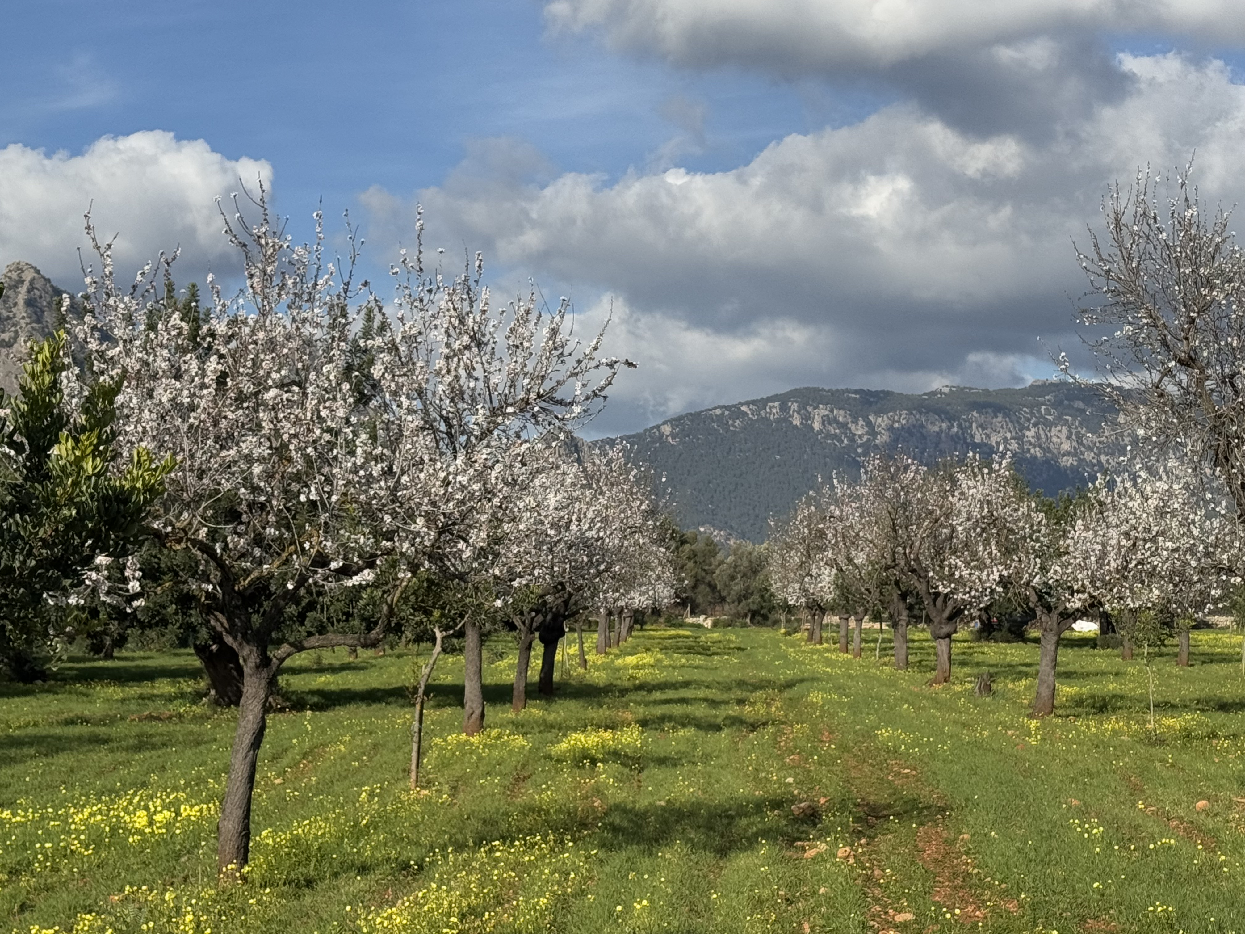 Mandelprodukte Mallorca