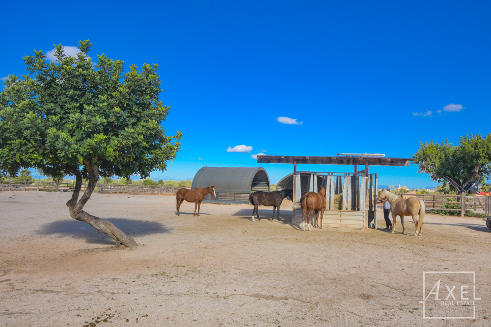 Donde los sueños ecuestres se hacen realidad: tu oasis en el campo