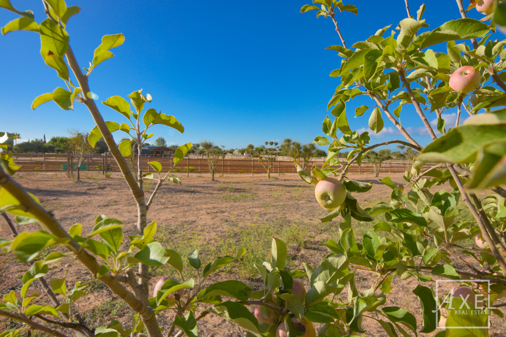 Donde los sueños ecuestres se hacen realidad: tu oasis en el campo